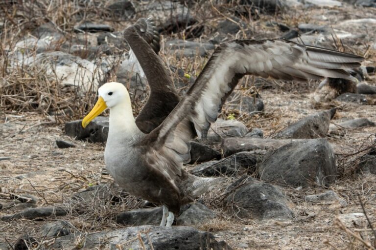 Albatros ciemnolicy, najstarszy ptak na świecie