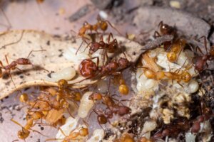 Grupa mrówek