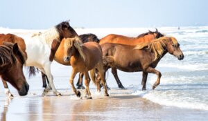 Konie na plaży. Cykl artykułów z serii wyspy zamieszkane przez zwierzęta.