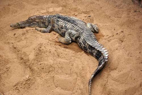 Krokodyl gawialowy