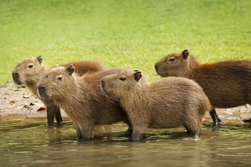 Stado kapibarów