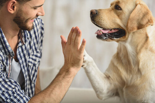 Hodowcy psów: 11 pytań, które musisz zadać