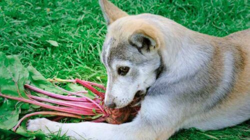 Czy psy mogą jeść buraki?