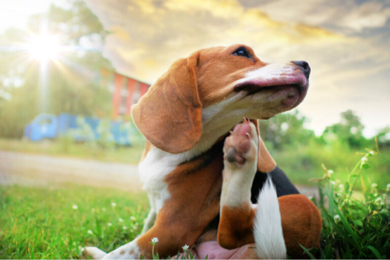 Łojotok u psów: przyczyny, leczenie i zalecenia