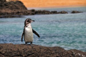 Pingwin równikowy żyjący w Ekwadorze.