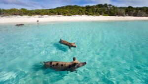 Świnie dzikie korzystają z kąpieli morskiej. Cykl artykułów z serii wyspy zamieszkane przez zwierzęta.