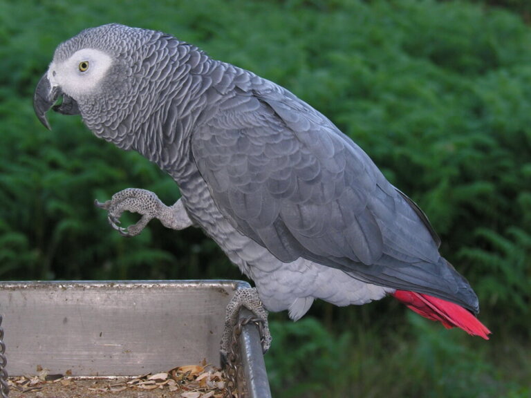 Papuga żako: ciekawostki i charakterystyka