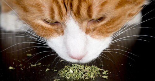 Koty lubią wąchać zioła