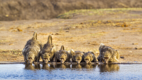 Pawiany piją wodę w grupie