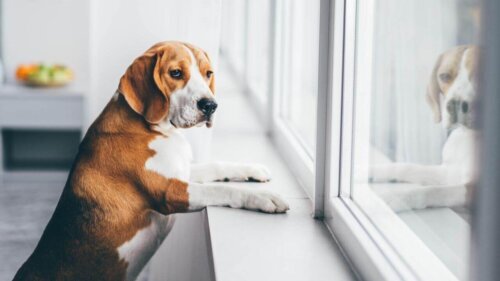 Pies oparty na parapecie, wygląda przez okno