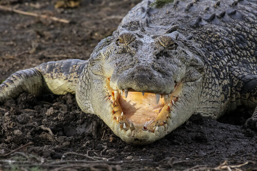 Krokodyl różańcowy, jeden z największych gadów na świecie.