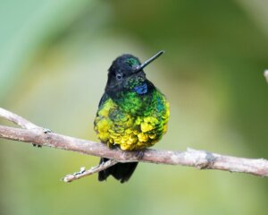Elfik zielony zagrożony wyginięciem wśród kolumbijskich ptaków.