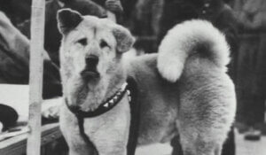 Hachiko, pies rasy akita, z serii psy, które zapisały się w historii.