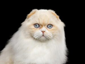 Harlequin kot umaszczenia białego.