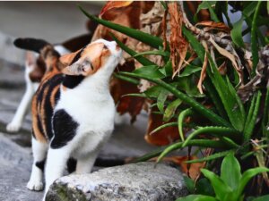Kot wąchający roślinę. Fakty o kocim węchu.