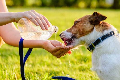 Wskazówki dotyczące pomocy psom w czasie fali upałów