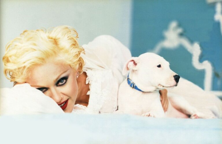 Pies Madonny i inne psy znanych piosenkarzy