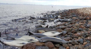 Delfiny wyrzucone na brzeg.