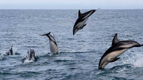Stado delfinów
