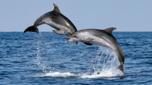 Dwa delfiny