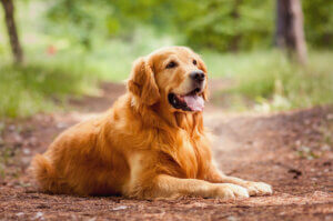 Pies leży w lesie. Aktywność jest jednym z czynników wpływających na sen psa.