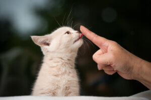 Kot liże palec, czy to reakcja na nadmierne bodźce?