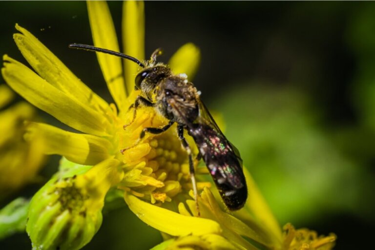 5 ciekawych faktów o pszczołach olbrzymich