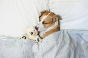 10 czynników wpływających na sen psa