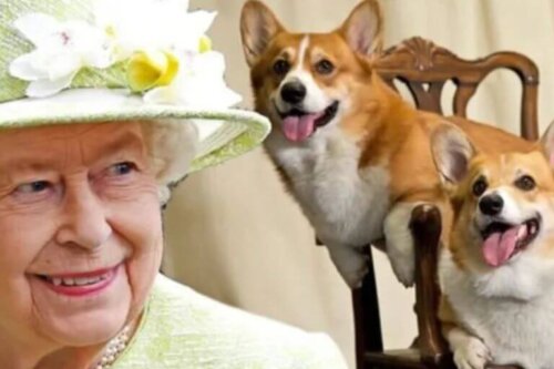 Towarzysze korony: poznaj nieodłączne psy królowej Elżbiety i jej miłość do nich.