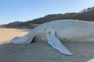 Wieloryb albinos na wybrzeżu.