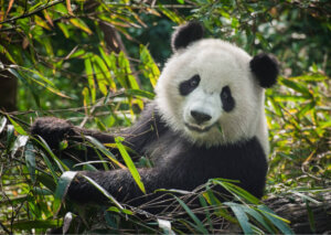 Panda las bambusowy.