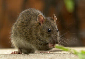 Czarna mysz. Inwazyjne szczury degraduj ekosystem.