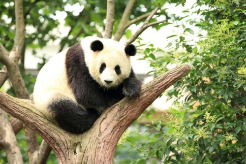 Panda olbrzymia