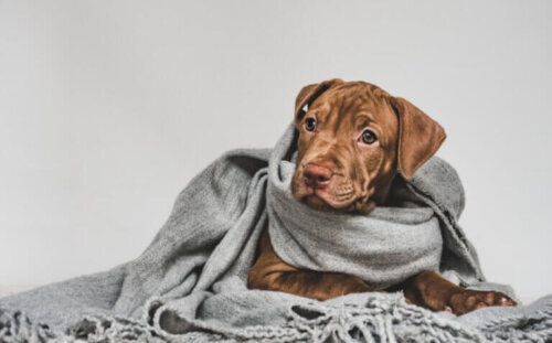 Czy psy się przeziębić - mit czy rzeczywistość?