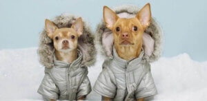 Psy w ubranku zimowym, a by się nie przeziębić.