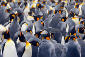 Stado pingwinów.
