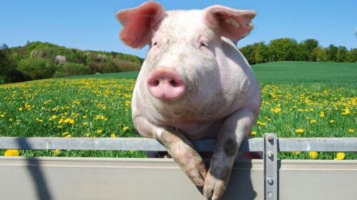 Świnia mediatorka - ciekawy sposób na kontrolowanie agresji między tymi zwierzętami