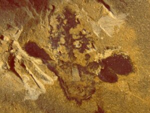 Skamieniałości nie zawsze są zachowane w postaci fragmentów szczątków biologicznych, a niektóre są tylko odciskami (odlewami ich formy).