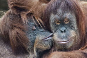 Bonobo się całują.