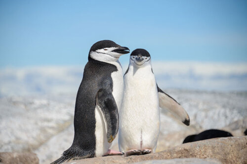 Czy wiesz, dlaczego pingwiny nie potrafią latać?