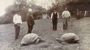 Jonathan, najstarszy żółw świata.