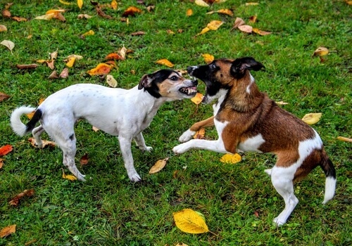 Kłótnia psów w parkach dla psów.