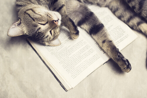 Kot leży na książce