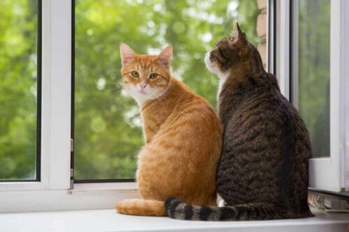 Dwa koty przy oknie. A Twój kot będzie pamiętał Cię za życia i w ostatnich chwilach.