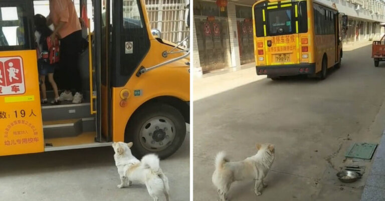 Piesek zawsze czeka na swojego małego przyjaciela w autobusie, upewniając się, że jest bezpieczny.