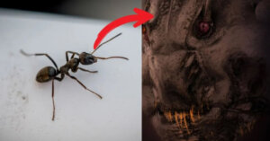 Fascynujące: Przerażające zbliżenie na mrówkę