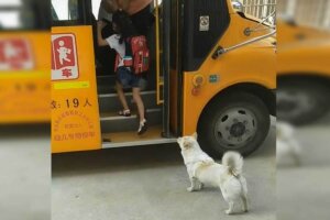 Piesek odprowadza dziewczynkę na autobus.
