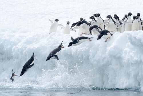 Pingwiny skaczą do wody.