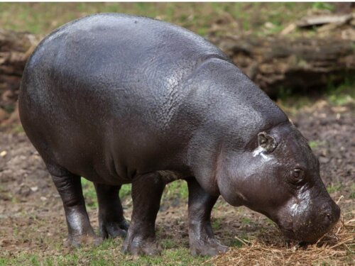 Hipopotamek karłowaty.