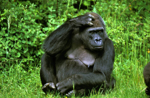 Goryl w puszczy, jest jednym z zagrożonych ssaków.